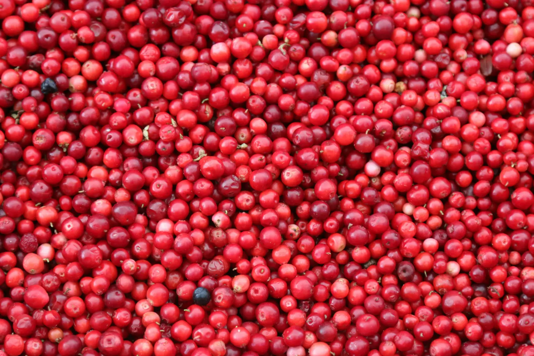 Les bienfaits insoupçonnés de la cranberry: un complément alimentaire précieux